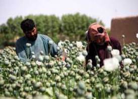 زراعة الآفيون في أفغانستان 