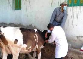  مرض الحمى القلاعية