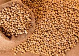 فول الصويا الأمريكي  فول الصويا الأمريكي