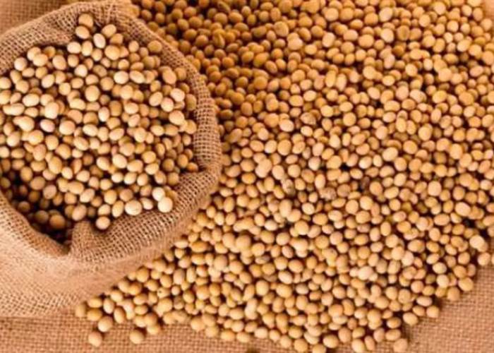 فول الصويا الأمريكي  فول الصويا الأمريكي