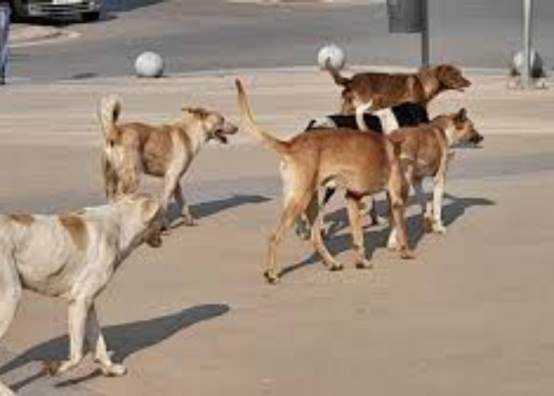 الكلاب الضالة 