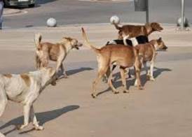 الكلاب الضالة 