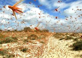 جراد صحراوي