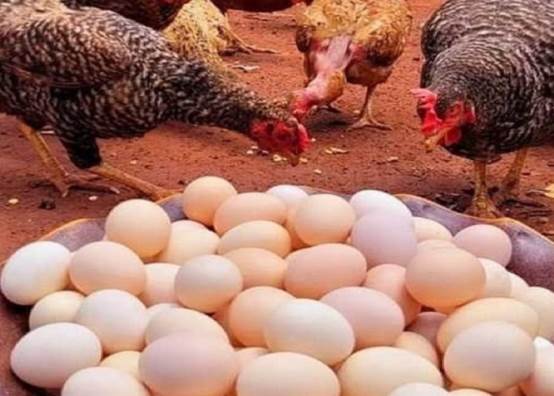 الدواجن وبيض المائدة