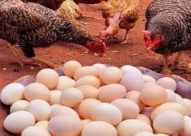 الدواجن وبيض المائدة