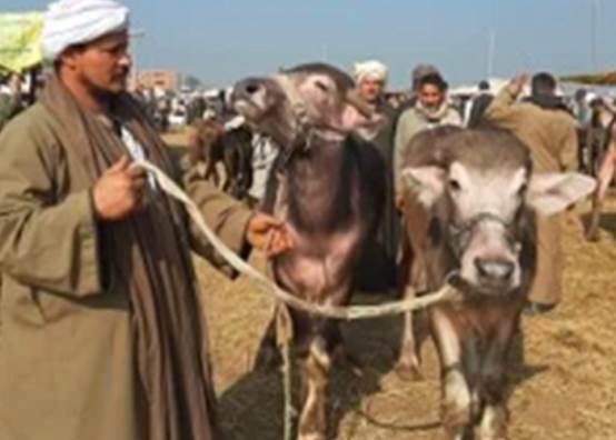 أسعار الأضاحي اليوم 