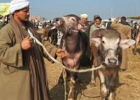 أسعار الأضاحي اليوم 